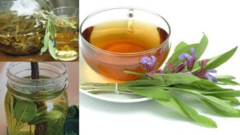 Chá de Sálvia Para Digestão – Receita Completa e Benefícios