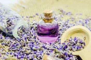 Óleo Caseiro Com Flores de Lavanda Antienvelhecimento – Receita e Como Aplicar