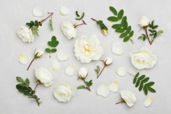 Máscara Facial de Rosas Brancas Regeneradora – Receita, Como Aplicar e Benefícios