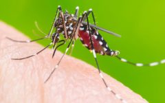 Remédio Caseiro de Sálvia Ajuda Combater Dengue – Receita, Como Consumir e Benefícios