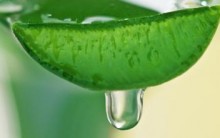 Suco de Aloe e Vera Emagrece – Benefícios e Consumir