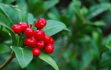 Cranberry Ajuda a Emagrecer 2kg em 2 Semanas- Benefícios, Dicas e Sugestões de Consumo