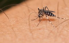 Remédio Caseiro de Erva-de-são-joão Ajuda Tratar Dengue – Receita, Como Consumir e Benefícios