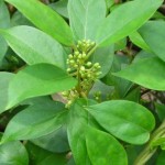 A-planta-Gymnema-Sylvestre-ajuda-no-emagrecimento-650x441