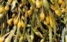 Ascophyllum Para Emagrecer – Como Funciona, Benefícios, Como Consumir e Onde Encontrar